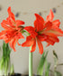 samburu®-mini-amaryllis-1-bulb