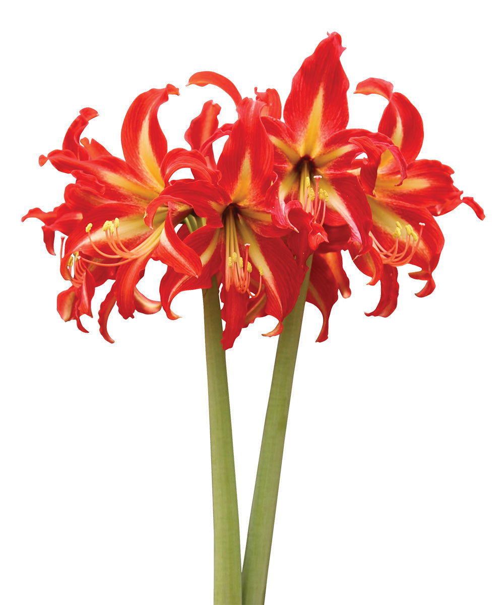 Swazi® Sonatini Amaryllis - 18-22 cm bulb