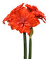 Tika Flamenco Amaryllis - 28-32 cm bulb