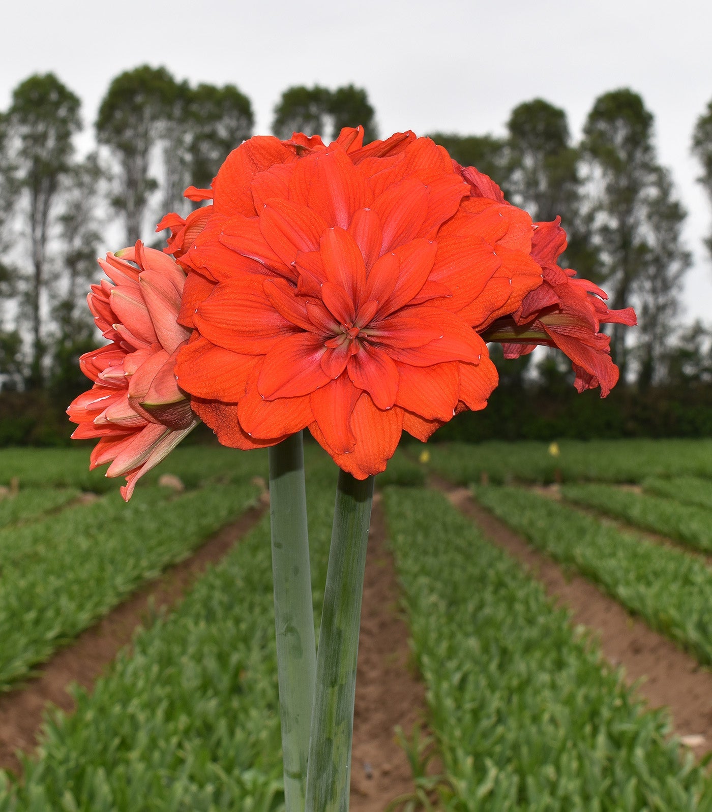 Tika Flamenco Amaryllis - 28-32 cm bulb