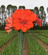 Tika Flamenco Amaryllis - 28-32 cm bulb