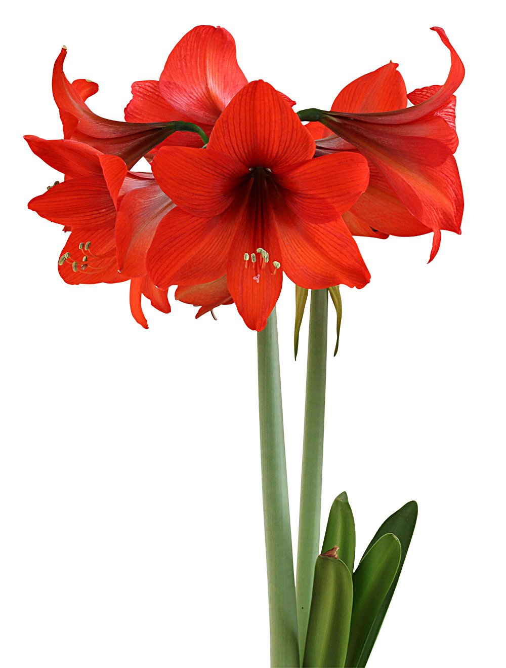 Top Choice® Sonata Amaryllis - 16-18 cm bulb