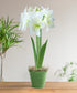White Amaryllis in Green Pot