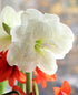 Alfresco® Sonata Amaryllis - 3-Pack