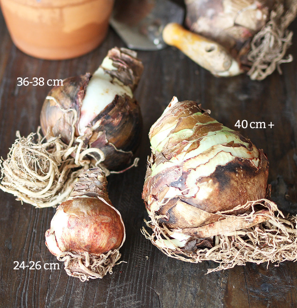 pink-jumbo-amaryllis-36-40-cm-bulb