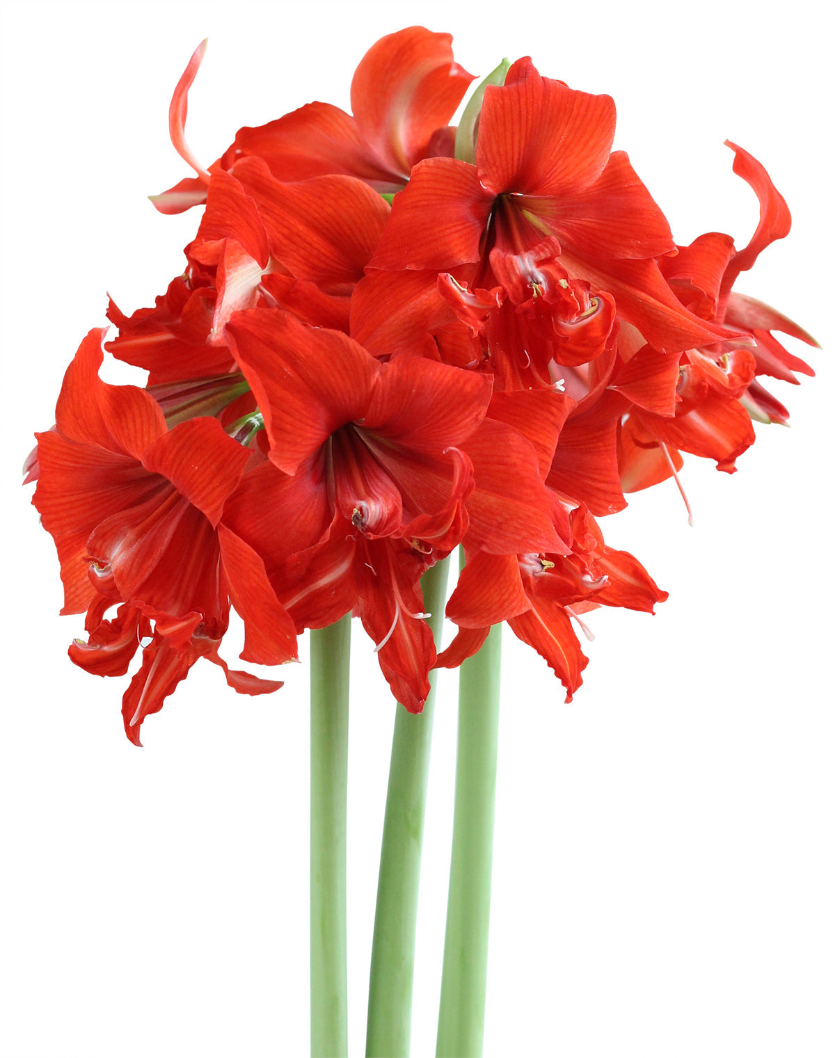 Fanfare® Sonata Amaryllis - 24-26 cm bulb