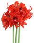 Fanfare® Sonata Amaryllis - 20-24 cm bulb