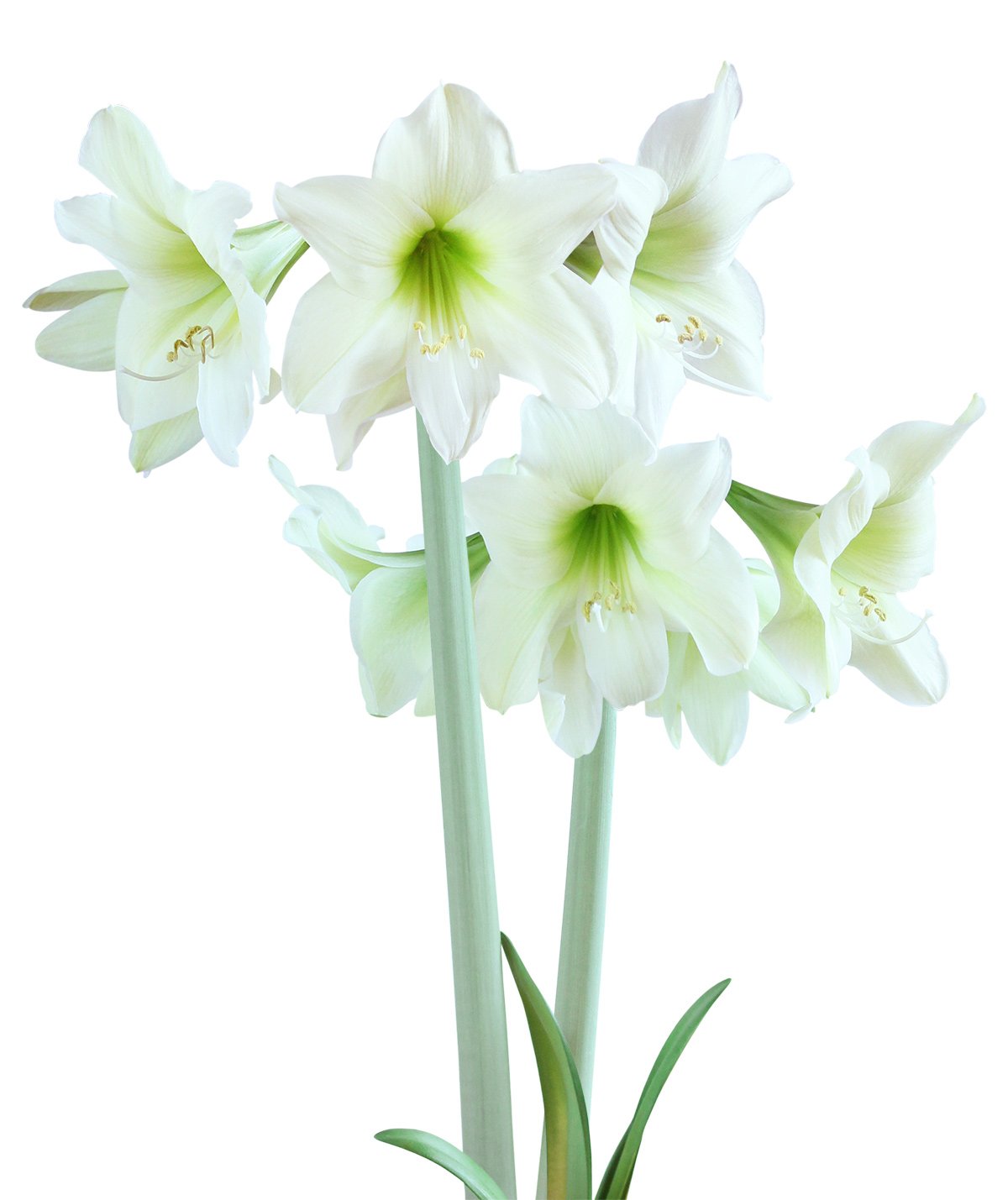 Lemon Sorbet® Sonatini Amaryllis - 16-20 cm bulb