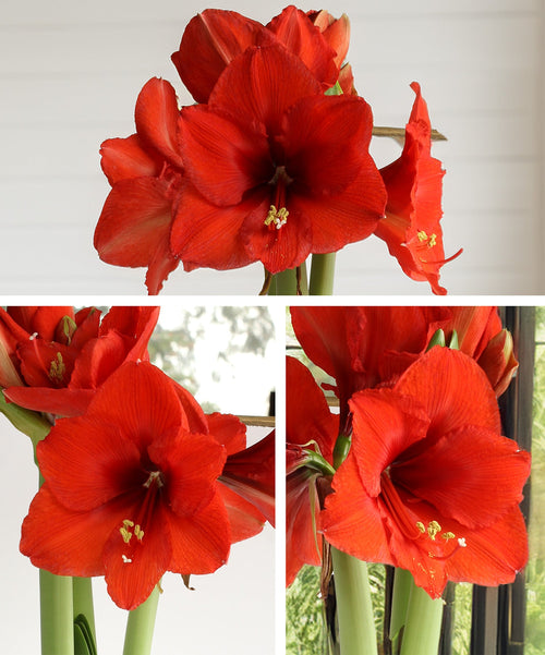 Amaryllis 3-Pack: Red