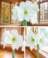 Amaryllis 3-Pack: White