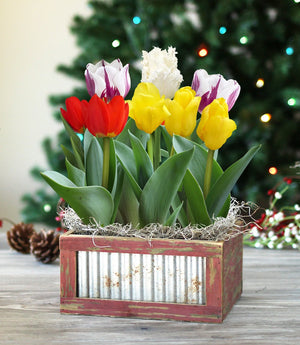 Colorful Tulips Bulb Gift