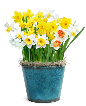 Darling Daffodils Bulb Gift