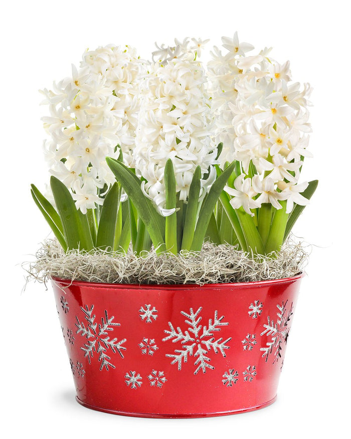 Hyacinth Snowflake Bulb Gift