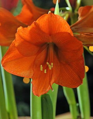 Orange Jumbo Amaryllis Bulb - 40+ cm