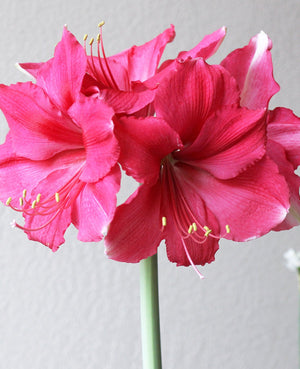 Pink Jumbo Amaryllis Bulb - 40+ cm