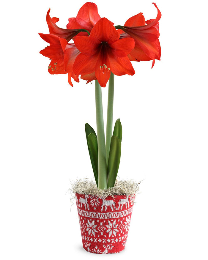 Red Amaryllis Bulb Gift