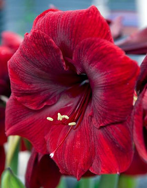 Red Jumbo Amaryllis Bulb - 40+ cm