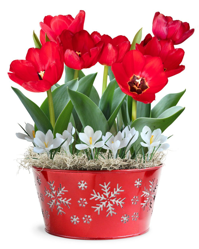 Tulip and Crocus Snowflake Bulb Gift